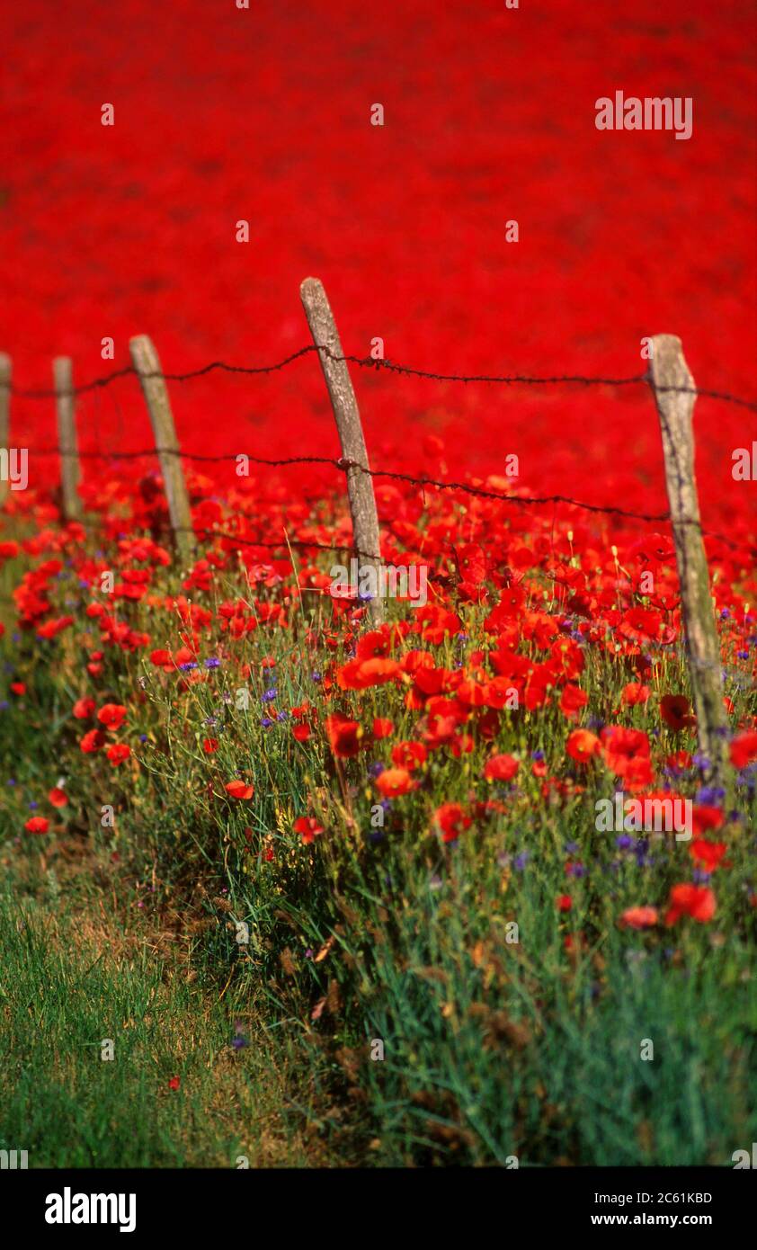 Field of poppies,   Limagne plain, Puy de Dome, Auvergne-Rhone-Alpes, France Stock Photo