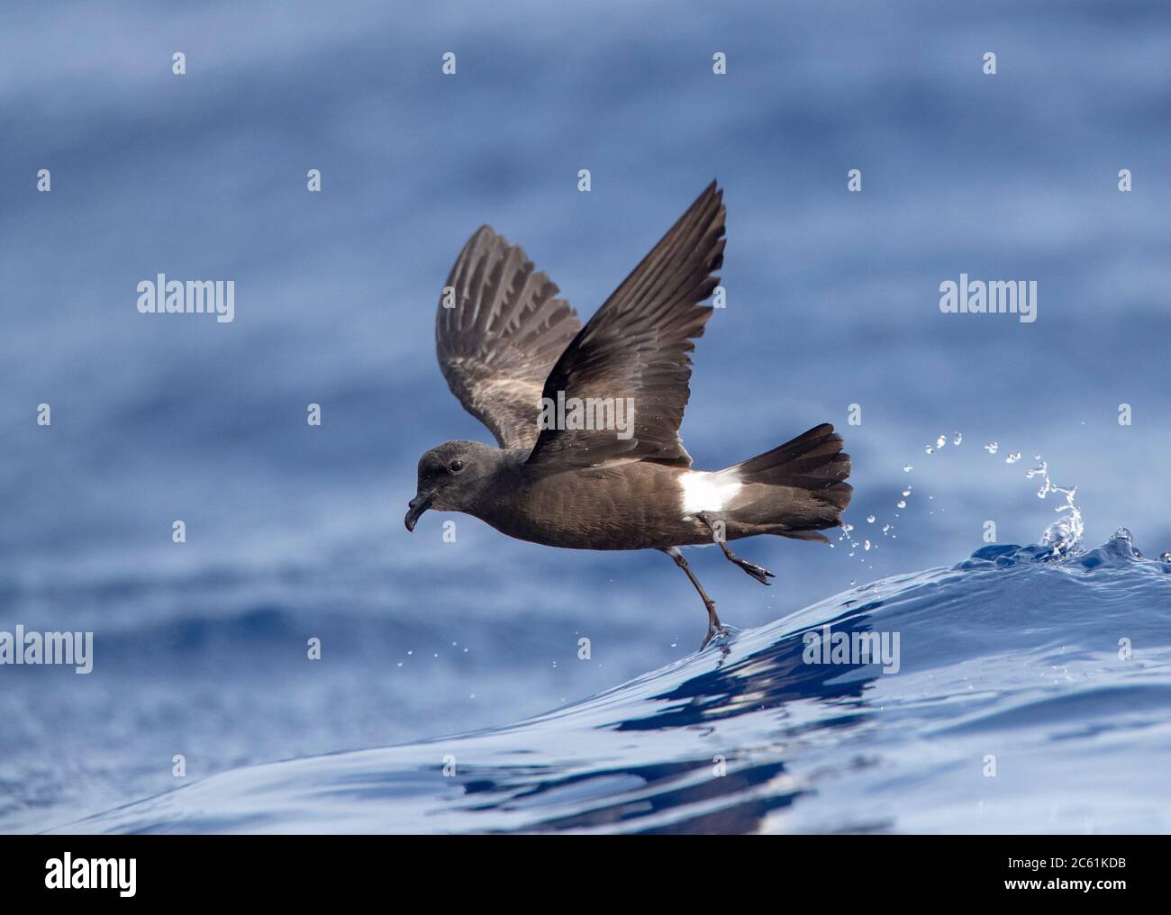 Madeiran Storm Petrel (Oceanodroma castro granti) also known as Band-rumped and Grant's Storm Petrel, a potential split, flying over the ocean off Mad Stock Photo
