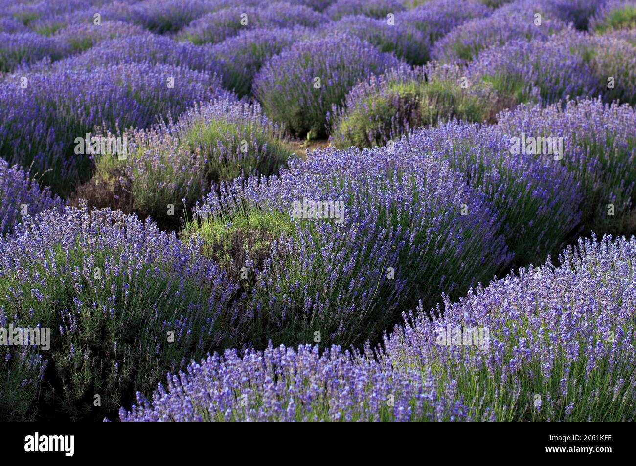 blooming lavender, theme nature, beautiful places and agriculture Stock Photo