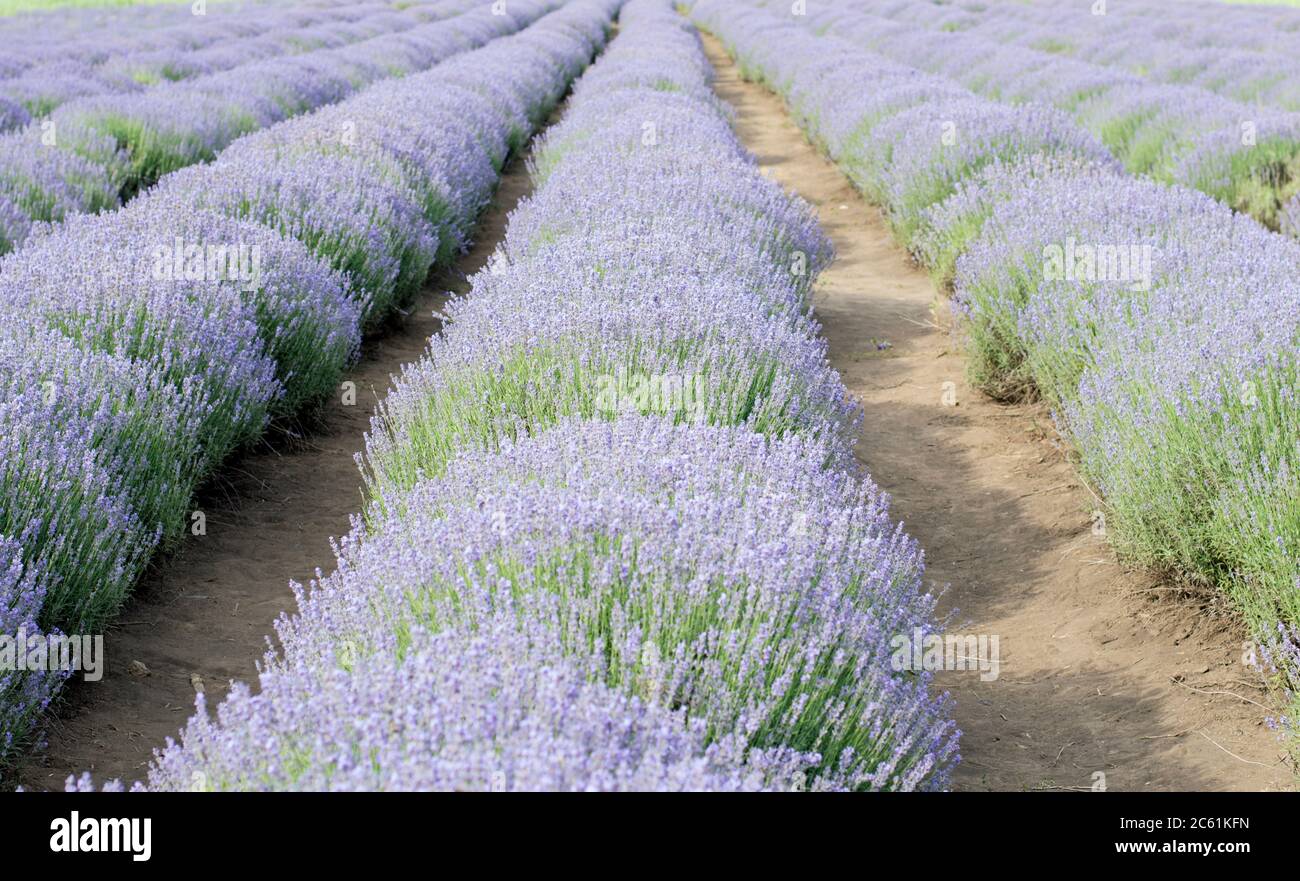 lavender field, nature theme, beautiful places and agriculture Stock Photo