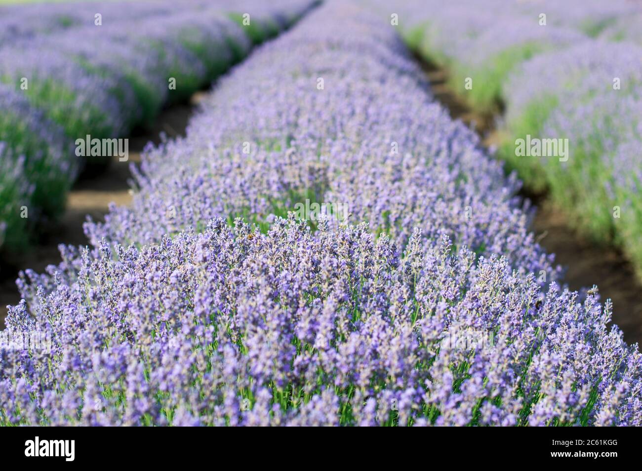 lilac field of lavender, theme nature, beautiful places and agriculture Stock Photo