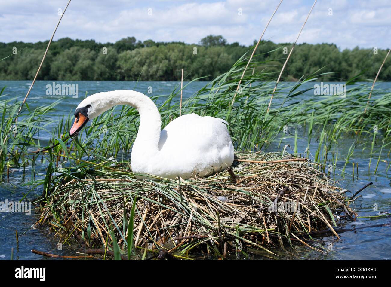 Female Mute Swan, Cygnus olor, on reed nest incubating eggs repairing nest, Brent Reservoir, London , United Kingdom Stock Photo