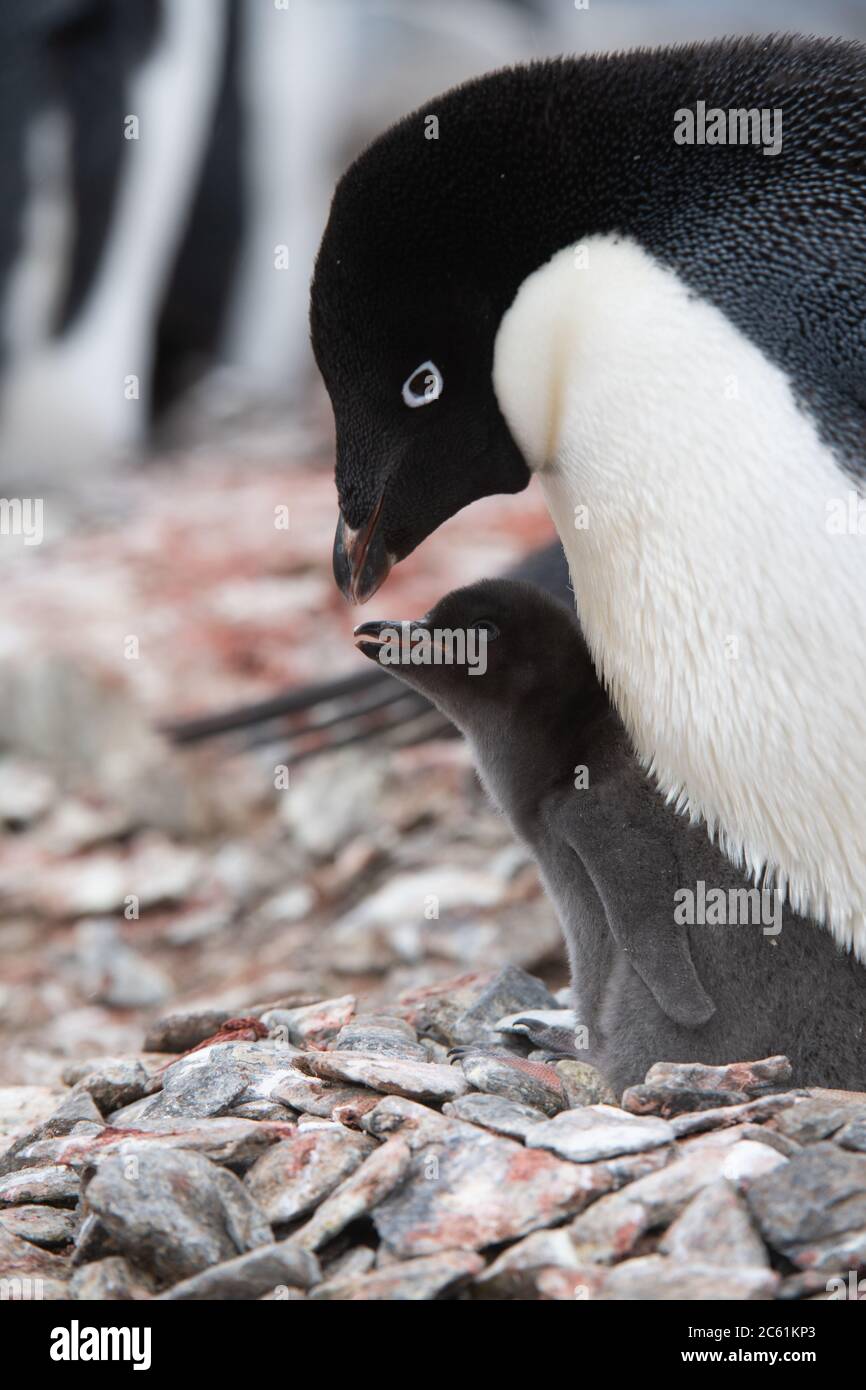 Adelie Penguin (Pygoscelis adeliae) chick under parent on Signy Island, Coronation Island, Antarctica Stock Photo
