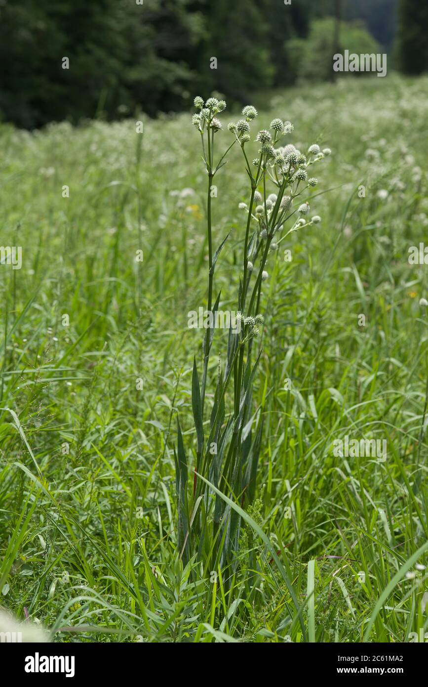 Rattlesnake master hires stock photography and images Alamy