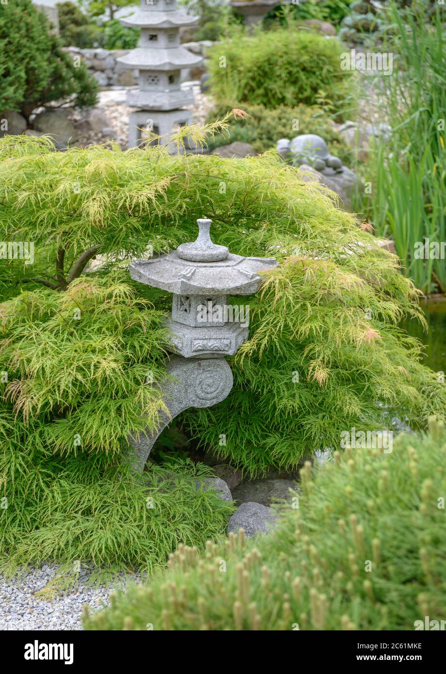 Japanischer Garten, Gruener Schlitz-Ahorn  Acer palmatum Dissectum Stock Photo