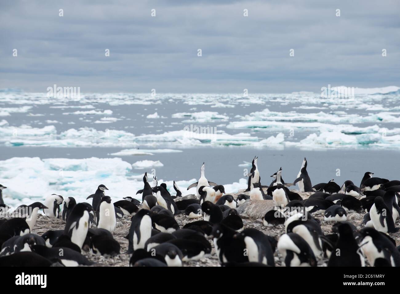 Adelie Penguin (Pygoscelis adeliae) on Signy Island, Coronation Island, Antarctica Stock Photo