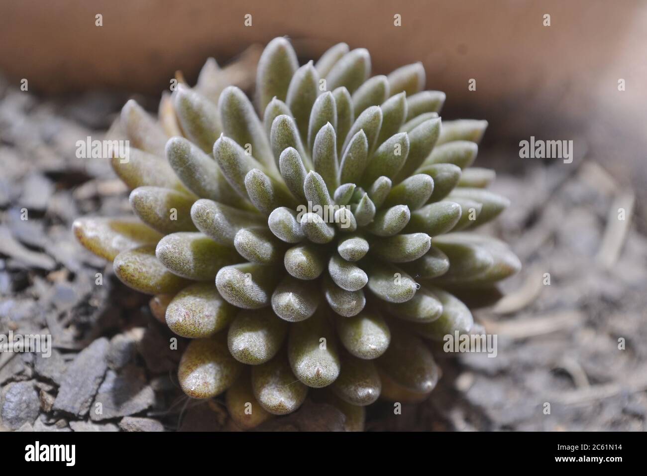 Plant Succulent, plant grown in pots in a home garden, in Brazil, scientific name of Apocynaceae, plants with root and stem, large water storage, phot Stock Photo