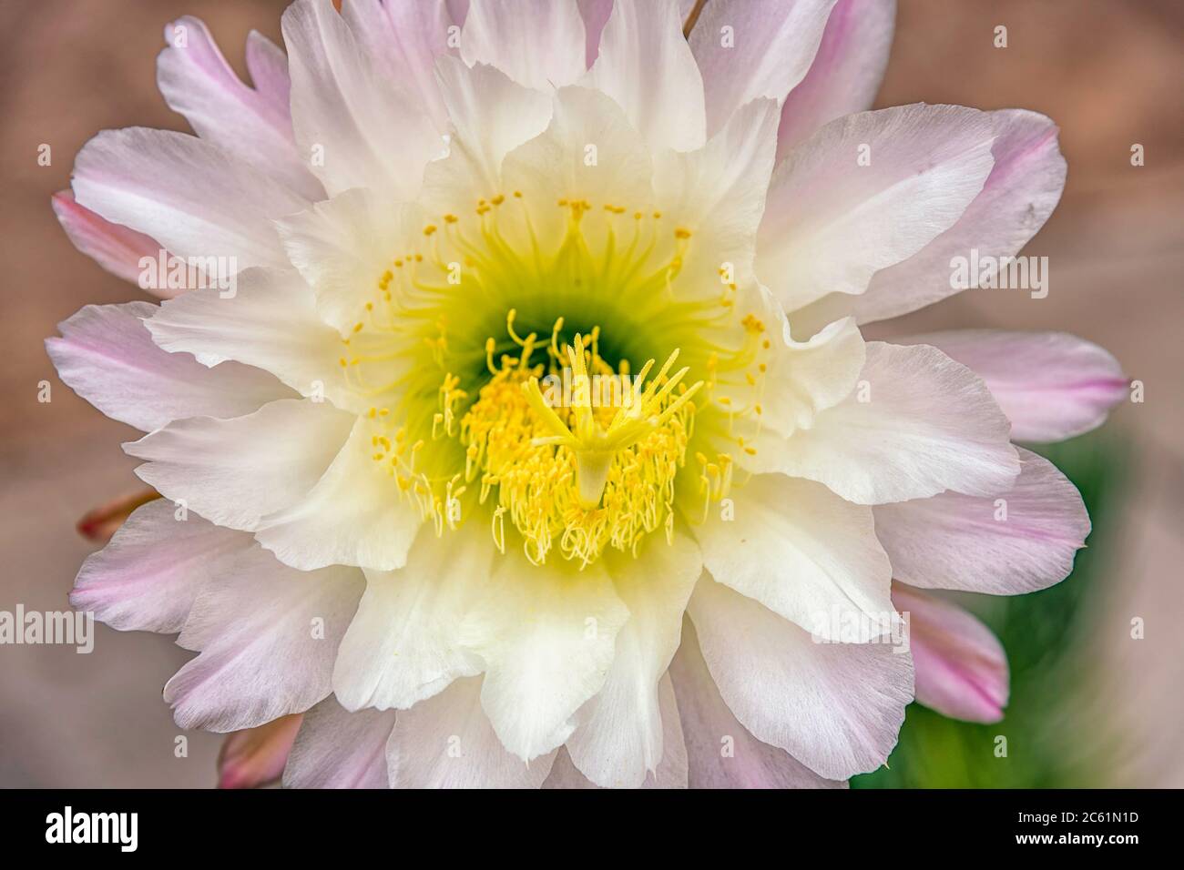 Close Up Of A Cactus Flower Los Angeles Ca Stock Photo Alamy