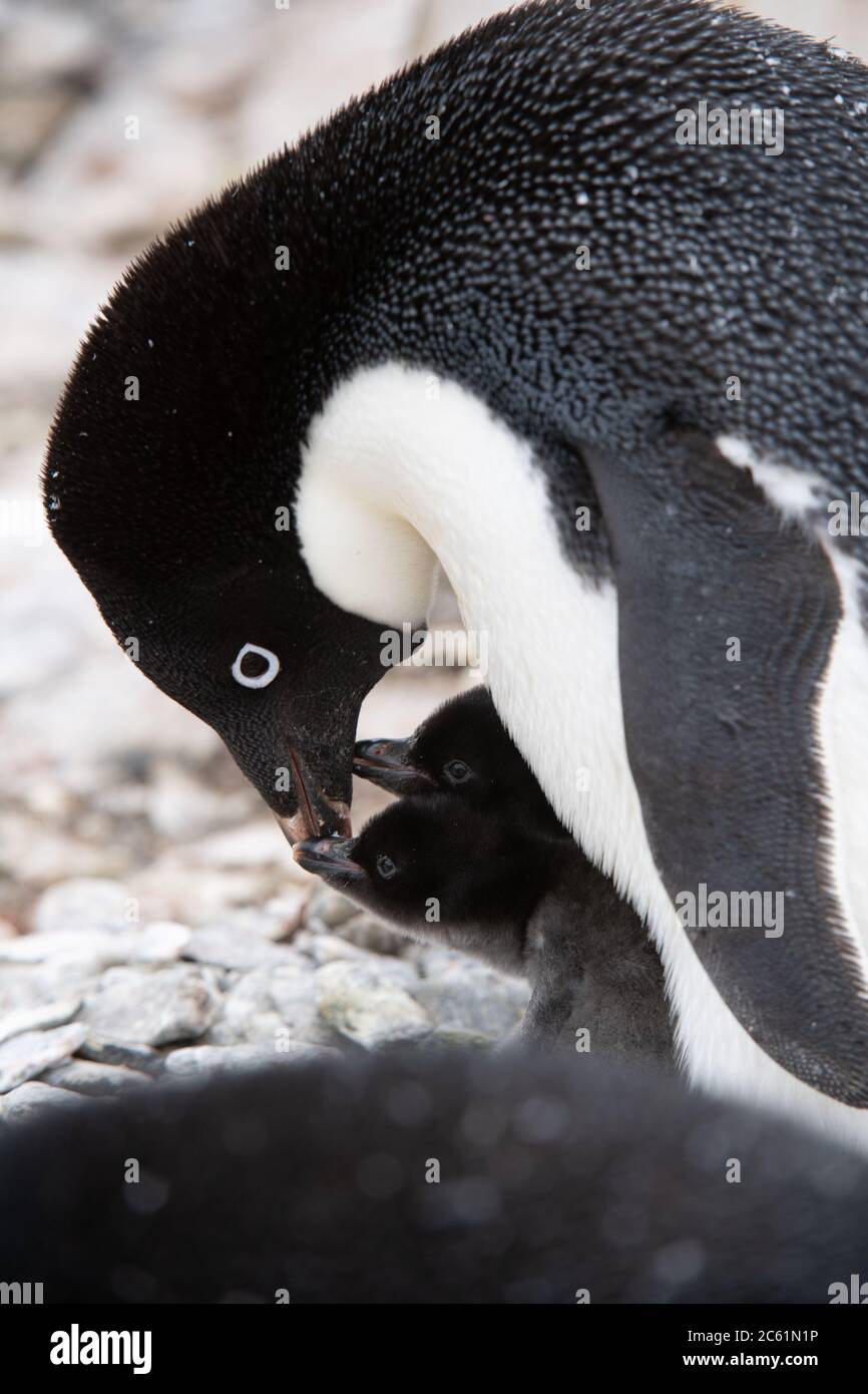 Adelie Penguin (Pygoscelis adeliae) chick under parent on Signy Island, Coronation Island, Antarctica Stock Photo