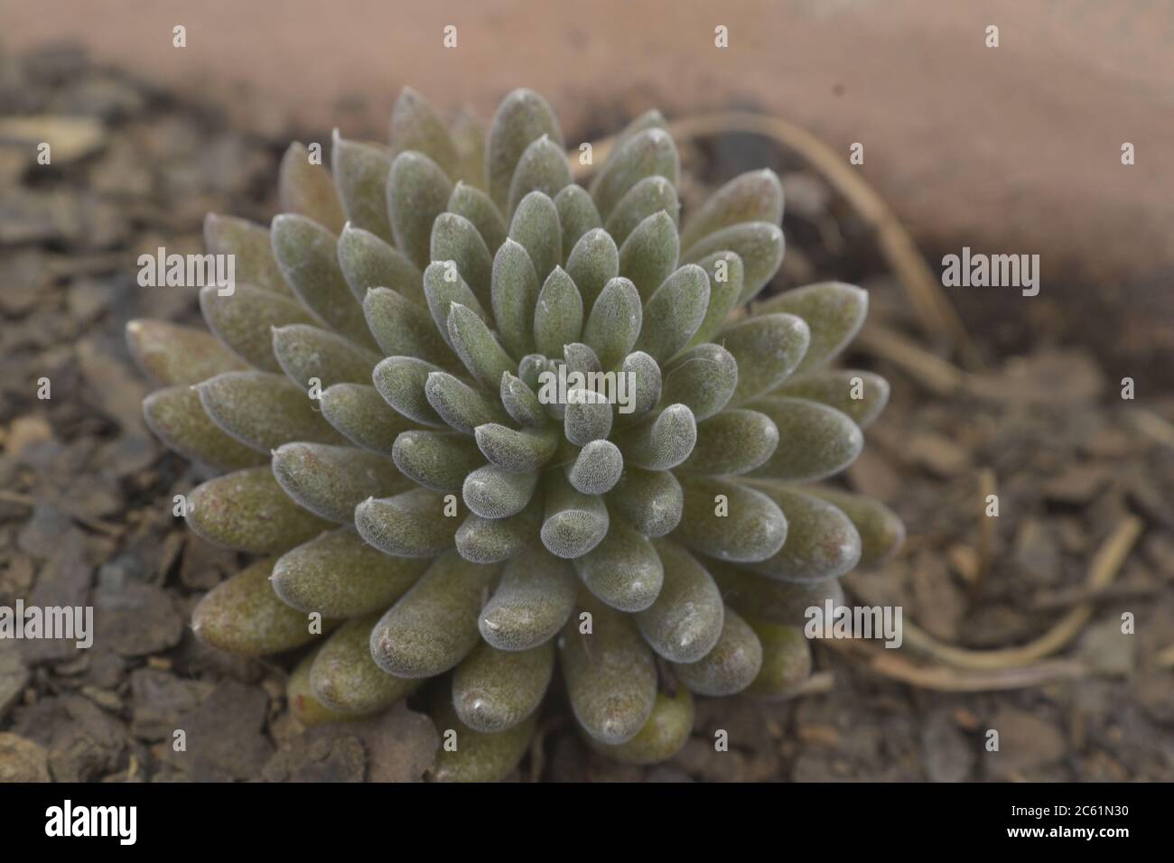 Plant Succulent, plant cultivated in pots in a home garden, in Brazil, scientific name of Apocynaceae, photo in zoom, plants with root and stalk, larg Stock Photo
