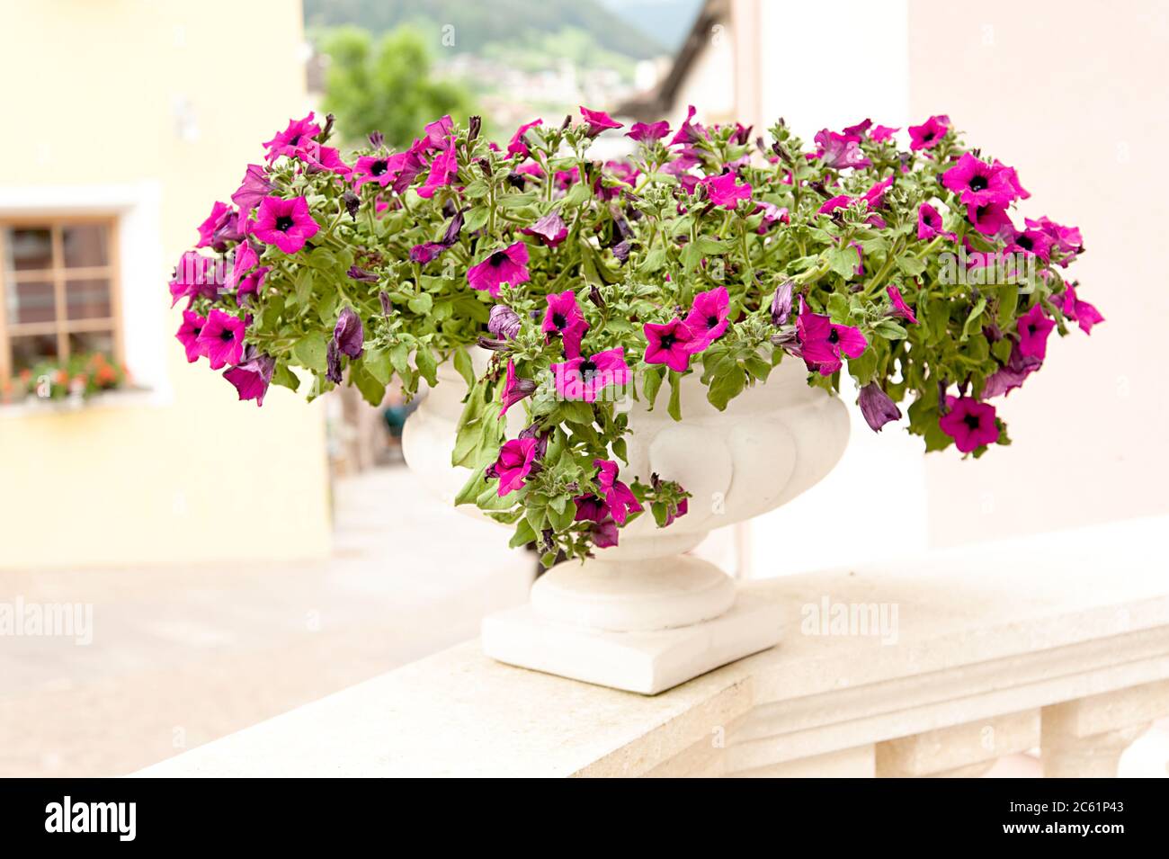 A pretty pink cerise busy Lizzie plant overflowing a white ceramic Italian style plant pot in late spring Stock Photo