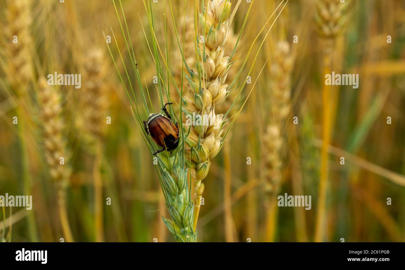 Close up of insect on wheat plant Stock Photo