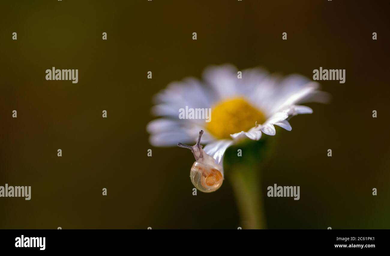 Close up of a snail on a daisy Stock Photo