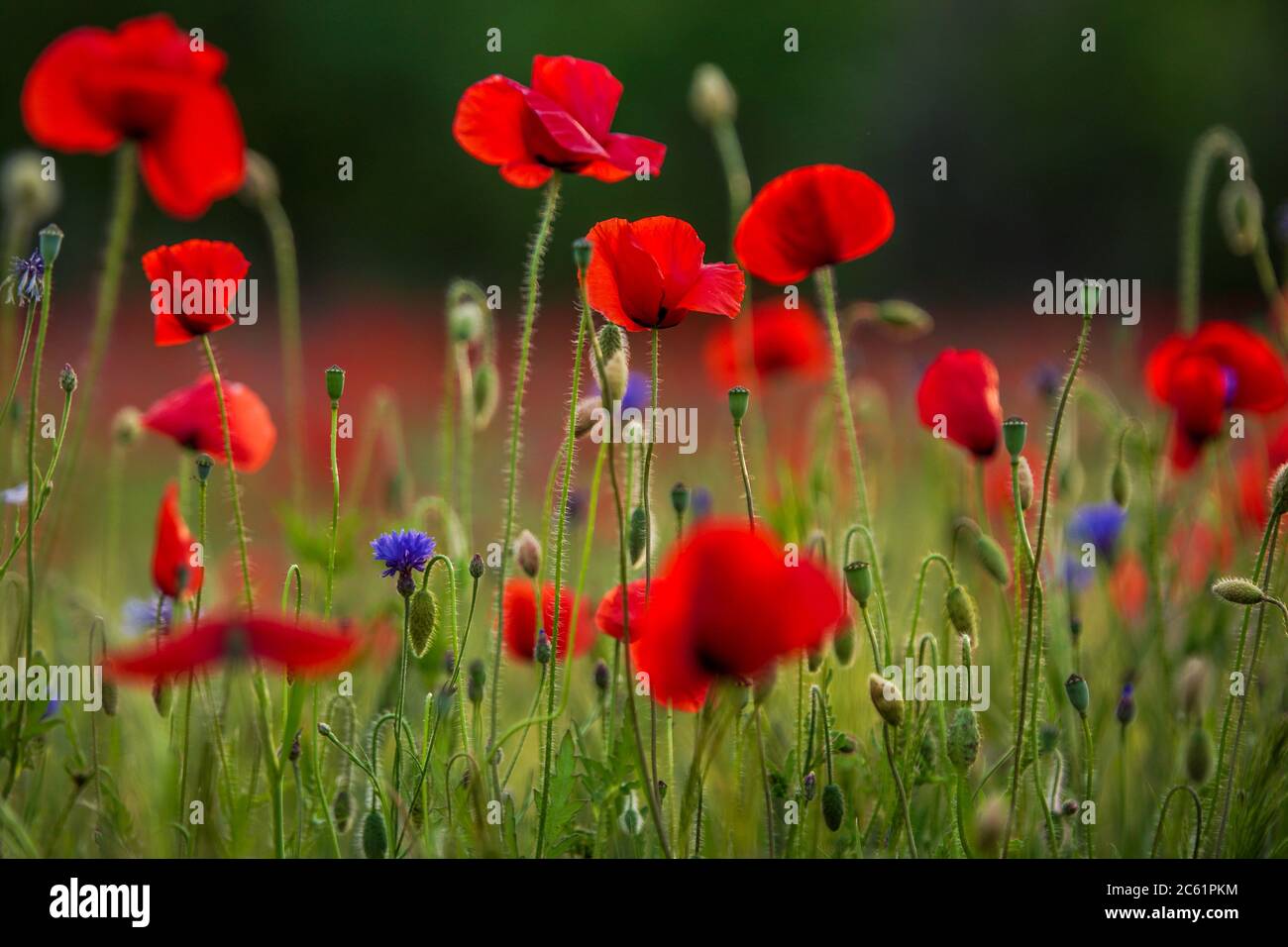 Field of Corn Poppy Flowers Papaver Rhoeas in Spring Stock Photo - Alamy