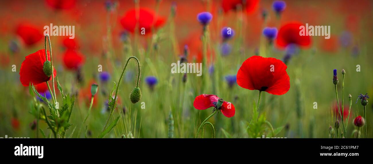 Field of Corn Poppy Flowers Papaver Rhoeas in Spring Stock Photo - Alamy