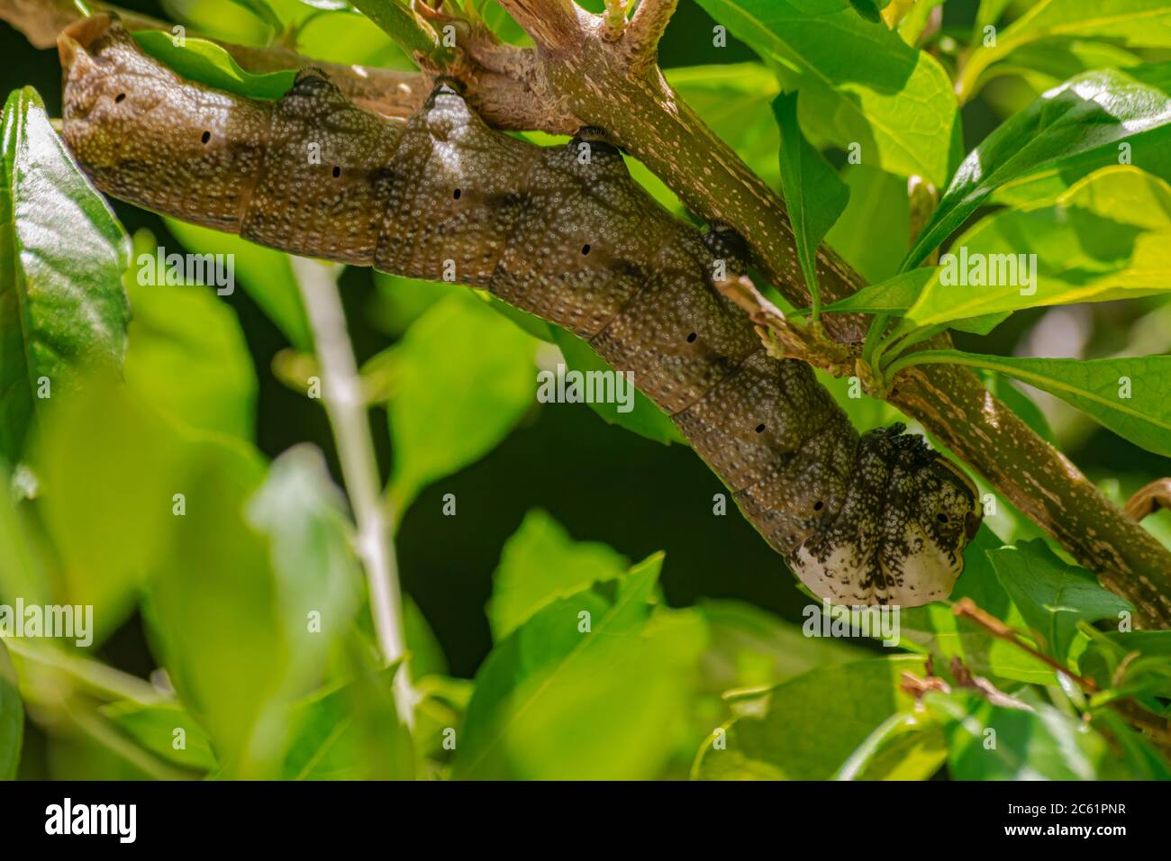 African death's head hawkmoth caterpillar, (Acherontia atropos), on a branch with green leaves Stock Photo