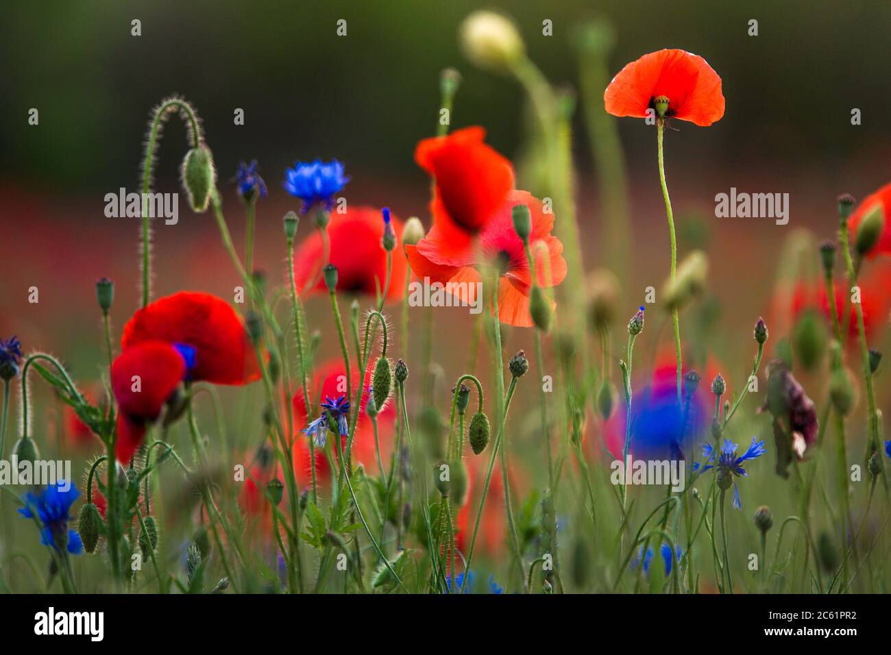 Field of Corn Poppy Flowers Papaver Rhoeas in Spring Stock Photo - Alamy