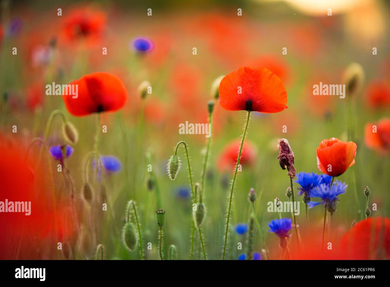 Field of Corn Poppy Flowers Papaver Rhoeas in Spring Stock Photo - Alamy