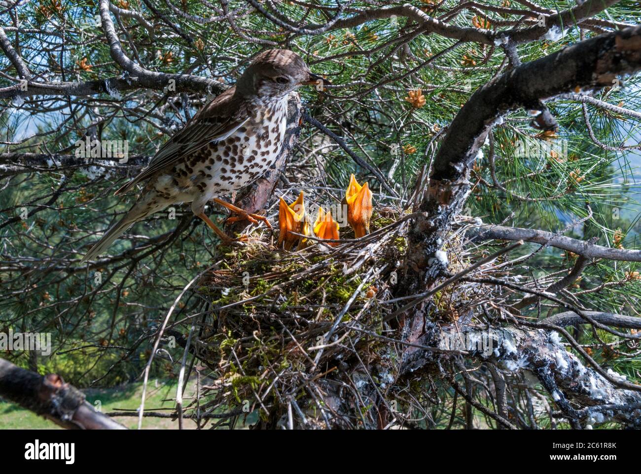 A mistle thrush (Turdus viscivorus) with four nestlings in the nest on a pine tree Stock Photo