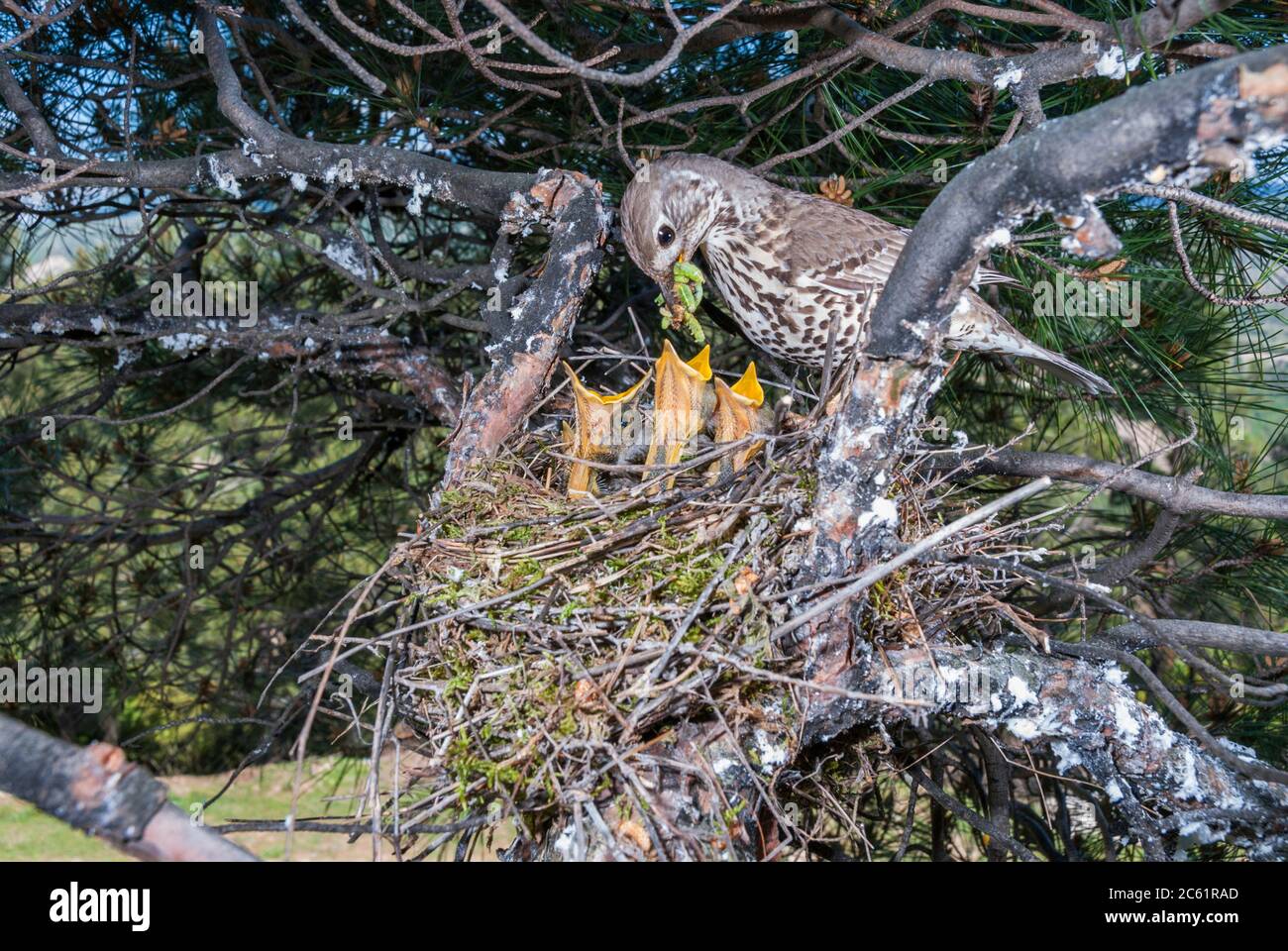 Mistle thrush (Turdus viscivorus) feeding caterpillars to the nestlings in the nest on a tree Stock Photo