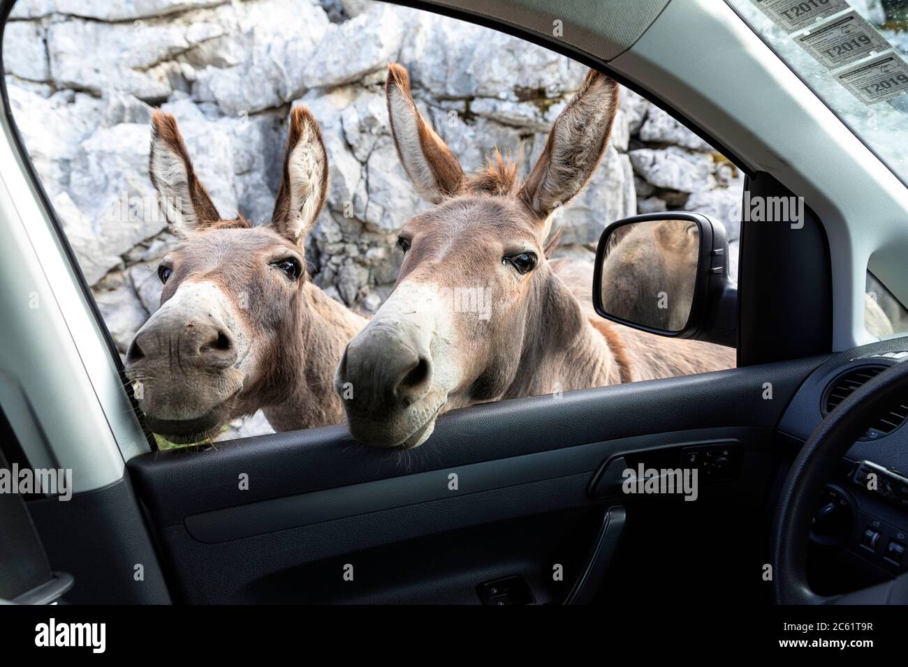 Cute donkeys putting their head through car window Stock Photo