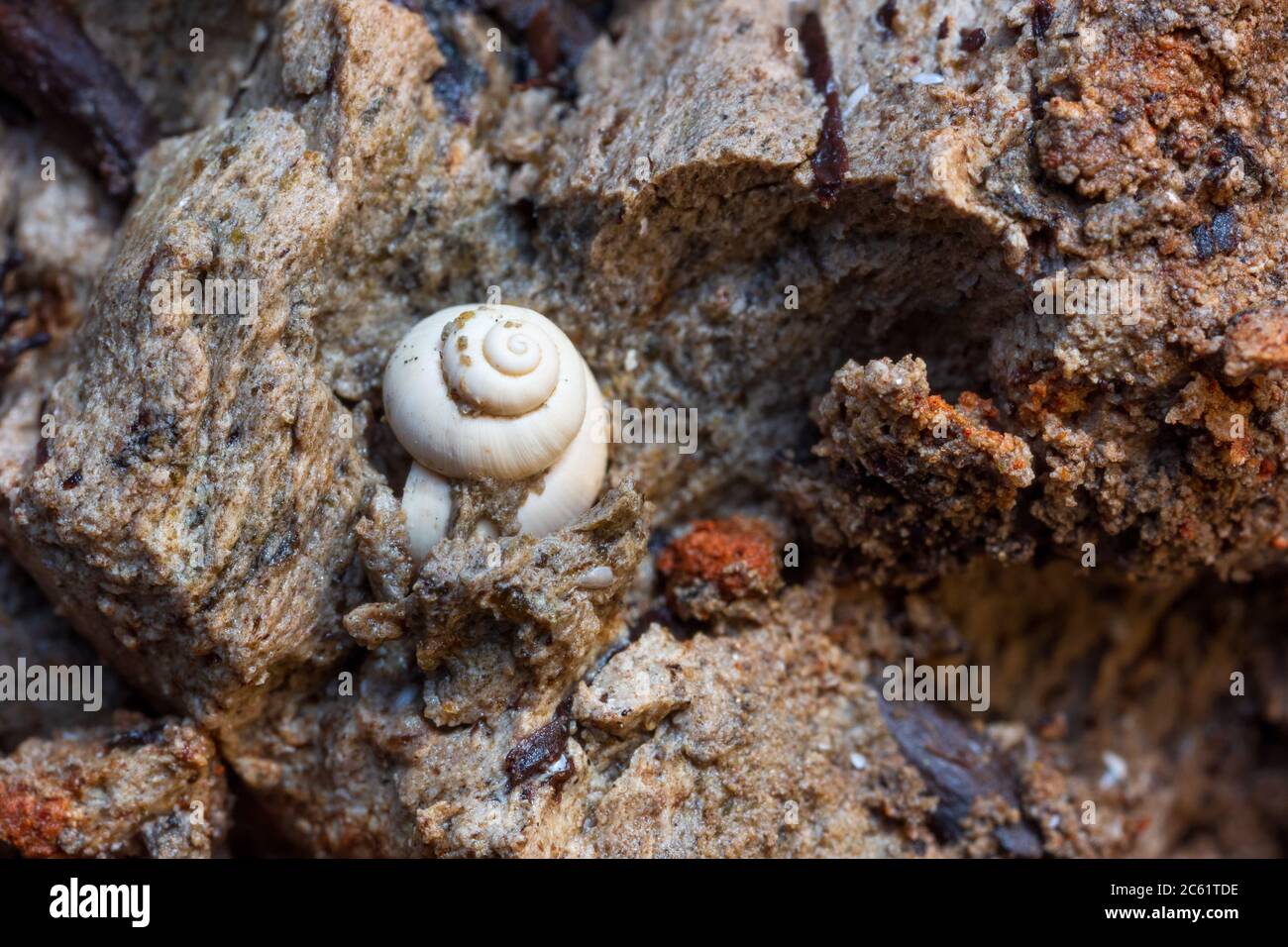 Fossil snail shell in the post-glacial marl, which lies under the bog on the Dümmer in western Germany Stock Photo