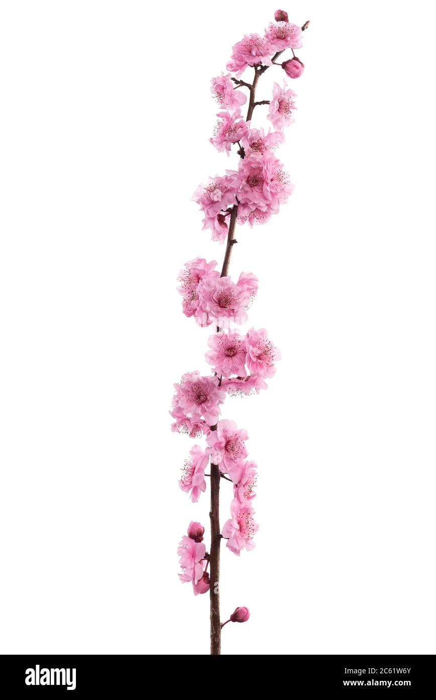 Pink cherry blossom isolated on white background Stock Photo - Alamy