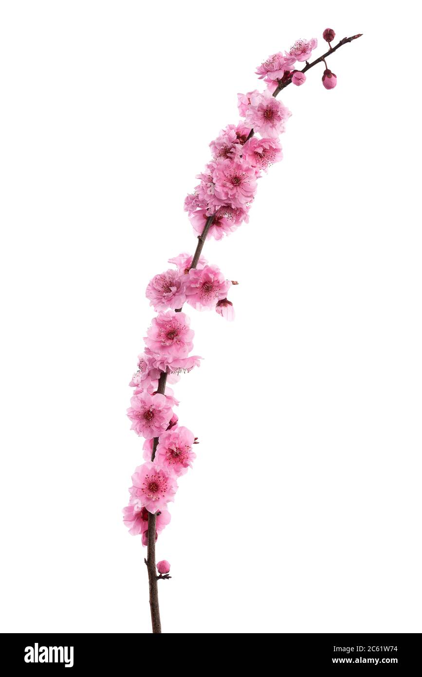 Pink cherry blossom isolated on white background Stock Photo - Alamy