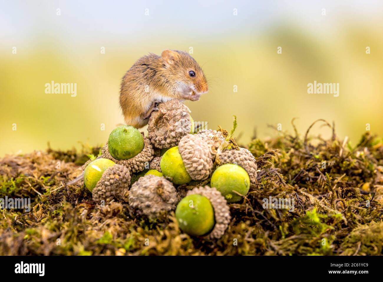 Harvest Mouse Stock Photo