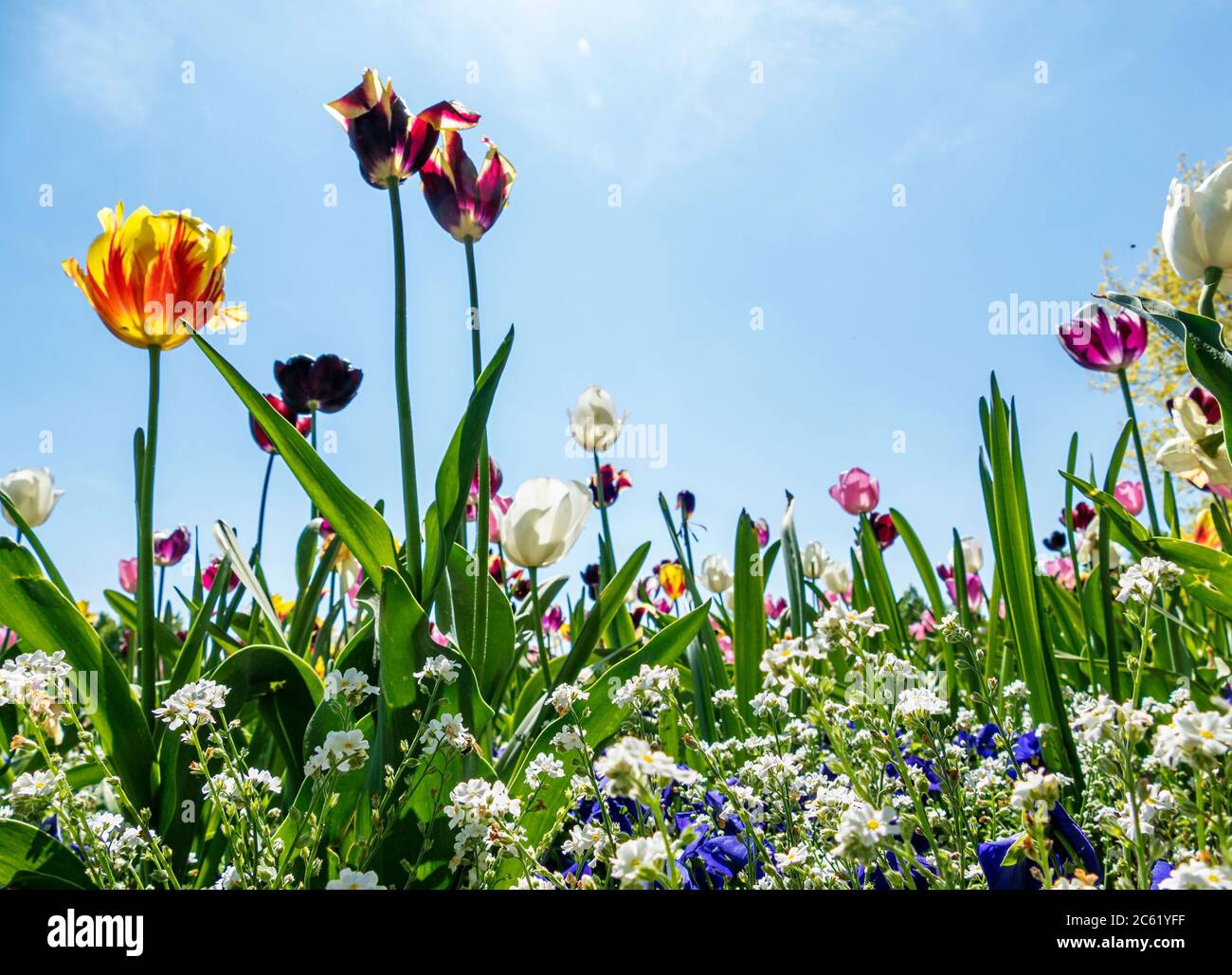 Faszinierend Im Sommer Blhende Strucher Bild
