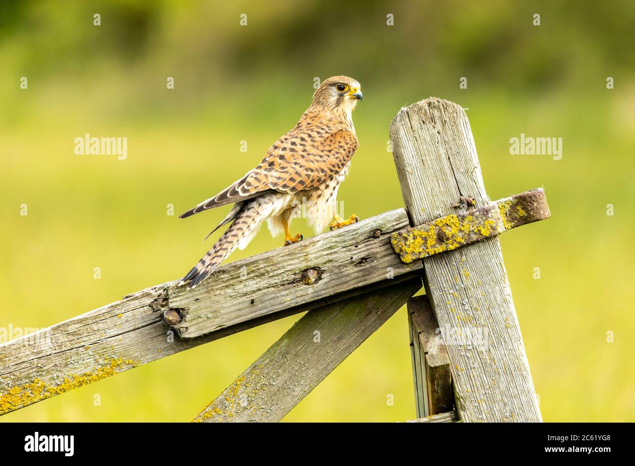 Kestrel Stock Photo