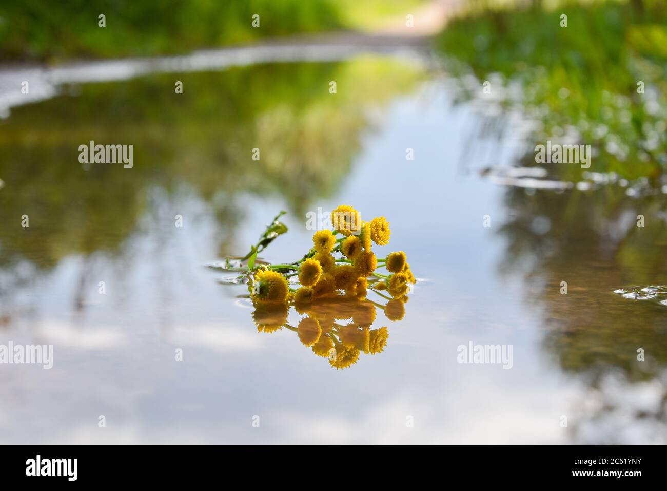 Ripped off yellow flower lies in the enter of the puddle after rain. Stock Photo