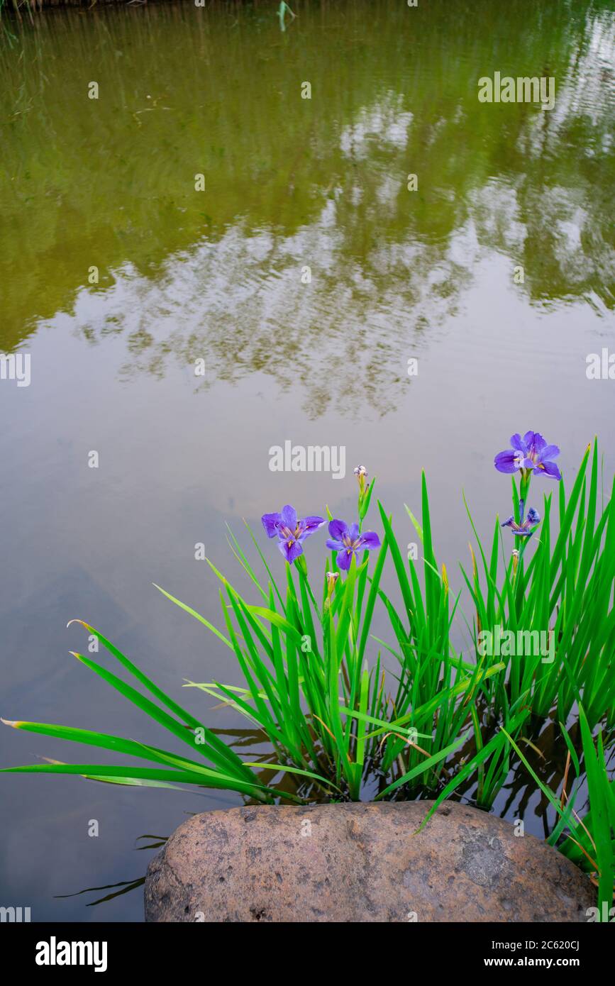 Purple irises on riverside, shot in a park in Shanghai, China. Stock Photo