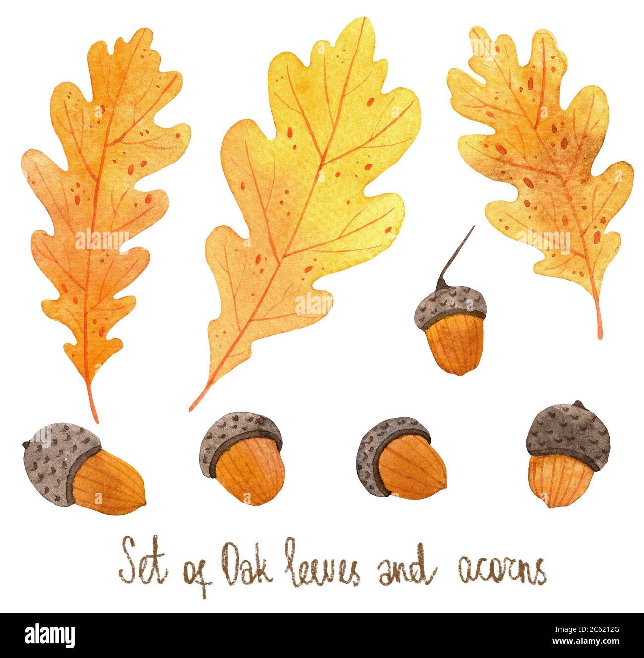 Hand Painted Oak Leaf High Resolution Stock Photography and Images - Alamy