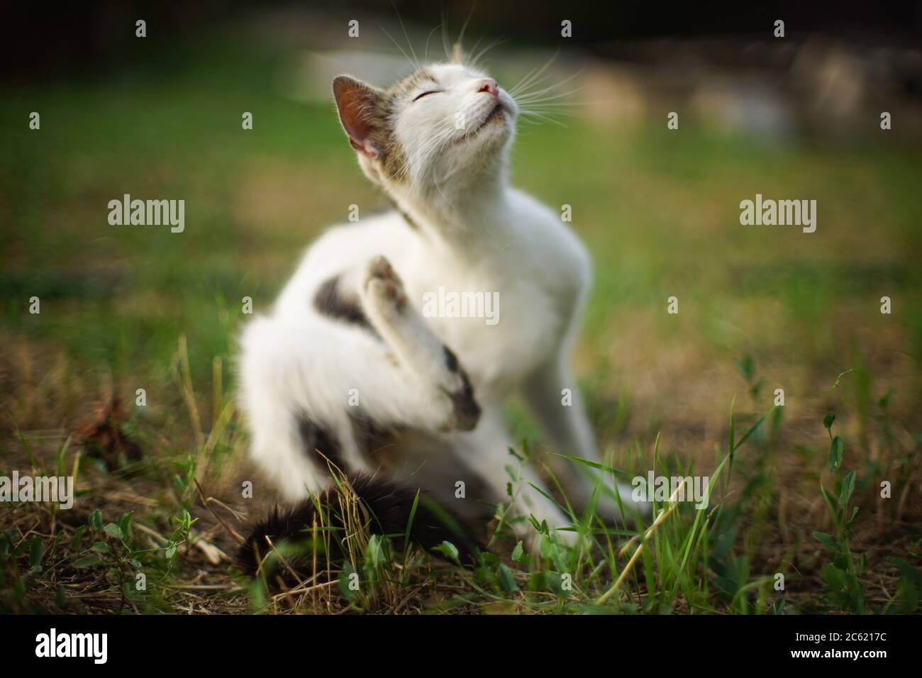 White cat paw scratches behind the ear. Fleas and ticks in domestic animals. Kitty sitting on the grass in evening Stock Photo