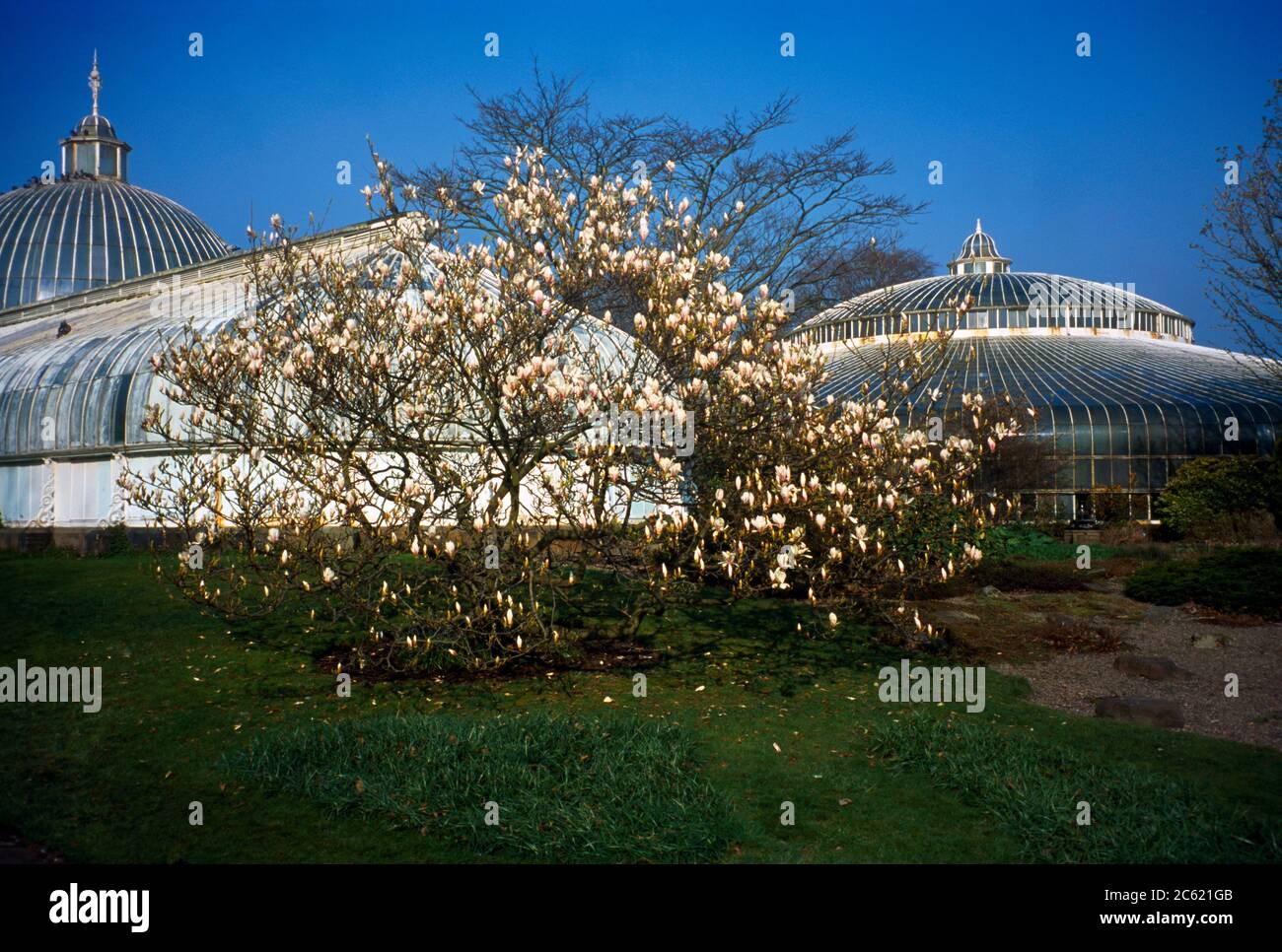 Glasgow Scotland Botanical Gardens Kibble Palace Magnolia Tree Stock