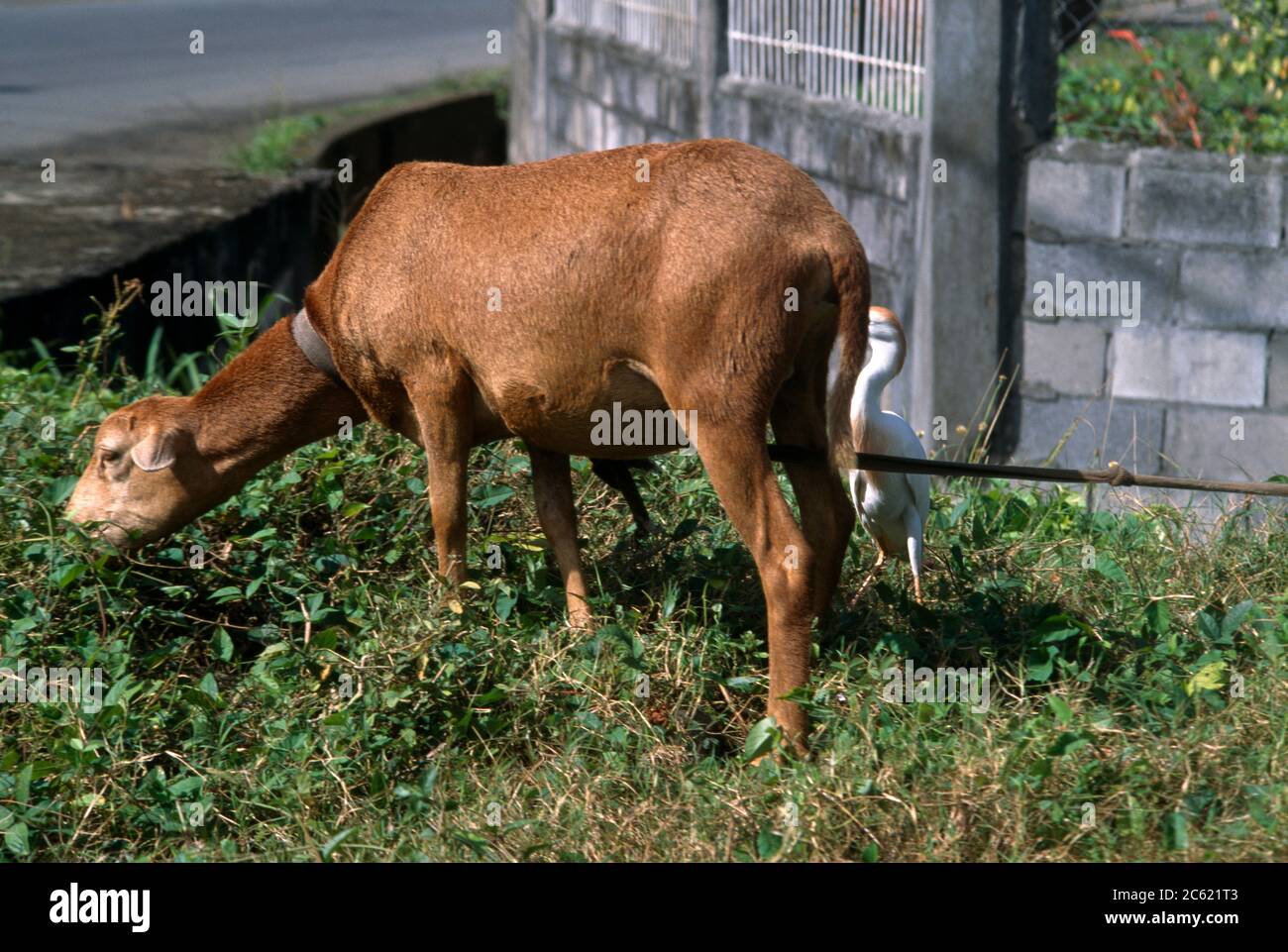 Scarborough Tobago Goat Grazing on Grass Stock Photo
