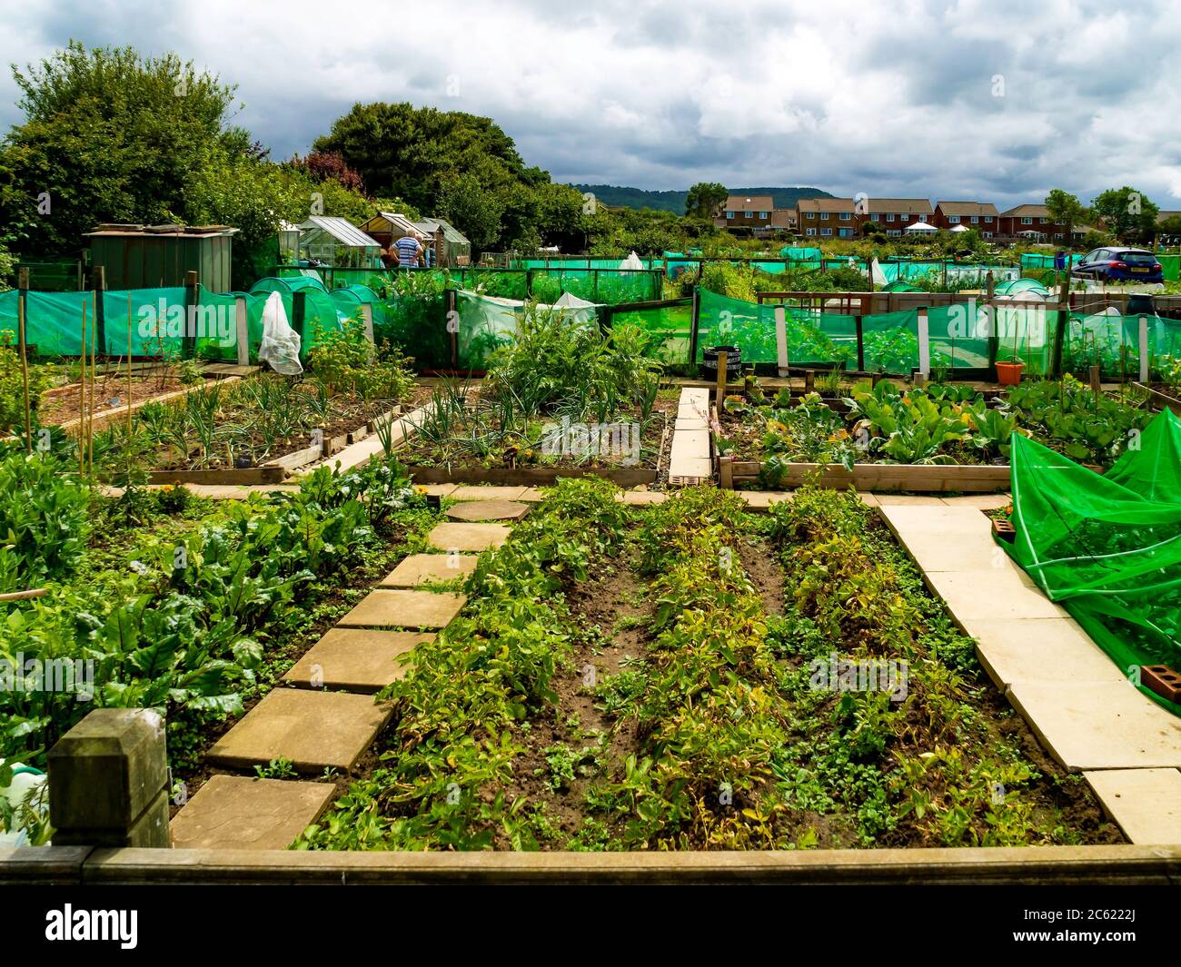 Neat and tidy allotments in Marske by the sea North Yorkshire village potato plants in the foreground Stock Photo