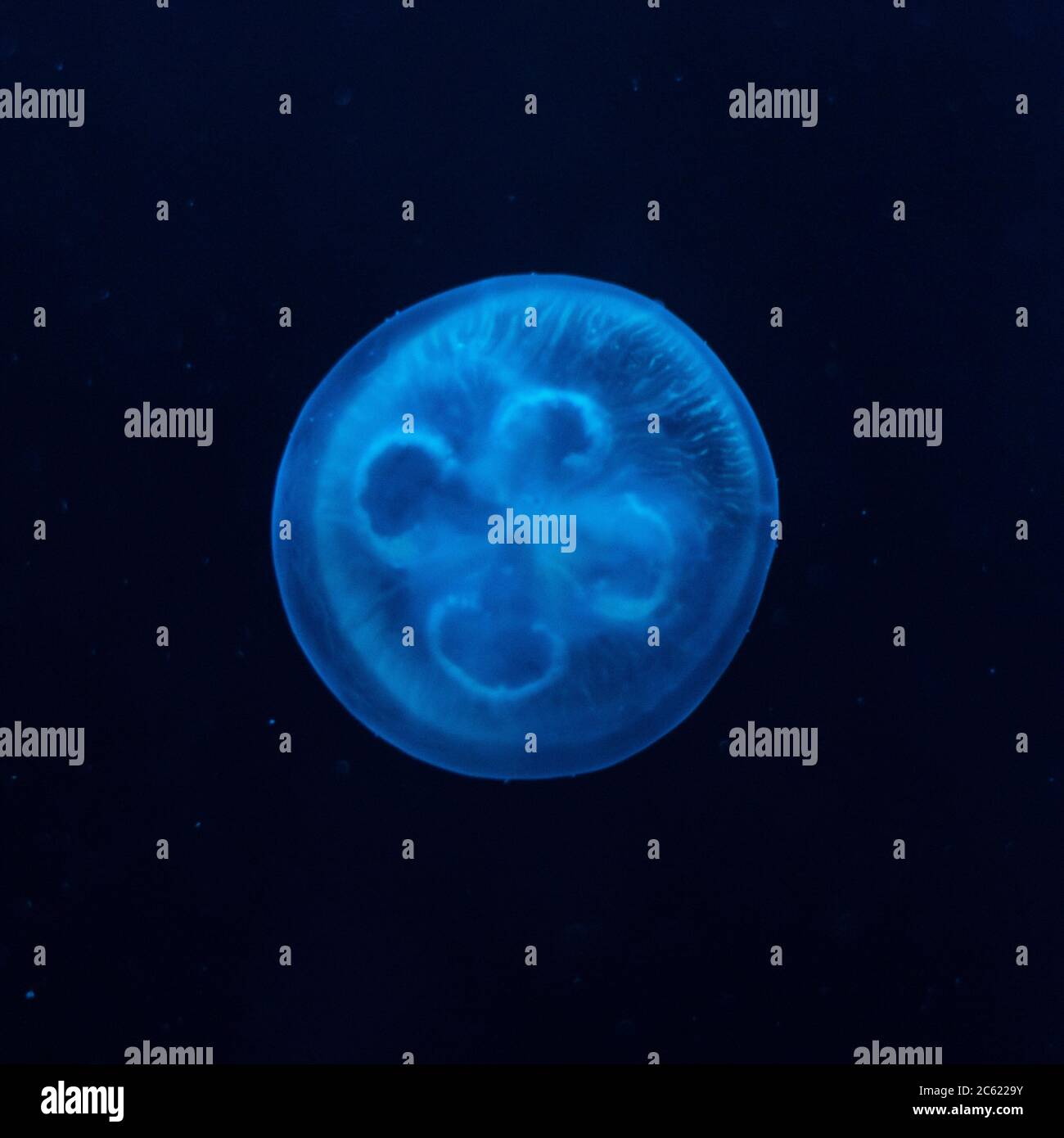 Head of a blue jellyfish Stock Photo Alamy