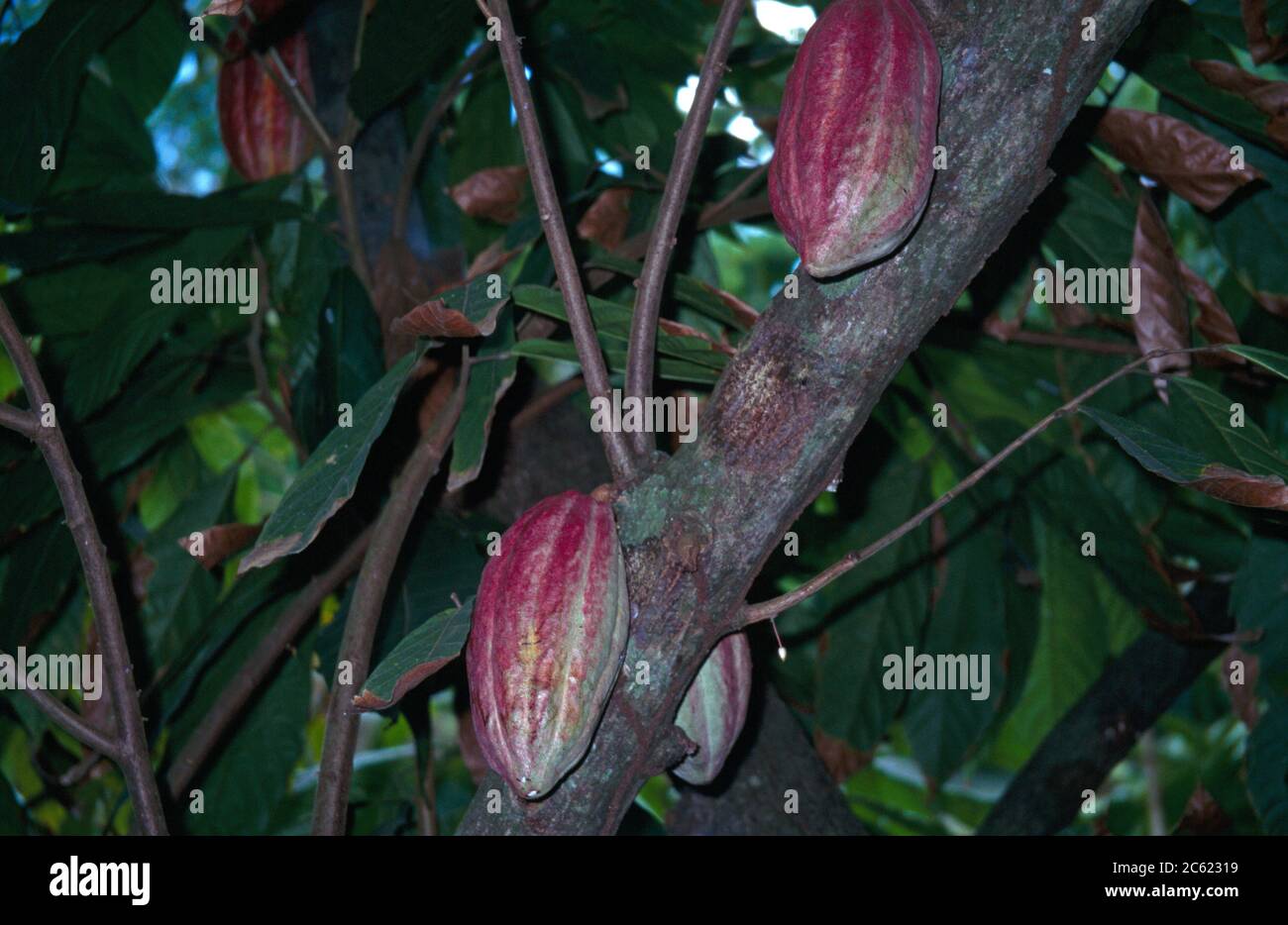 Tobago Trinidad Arnos Vale Cocoa Pods Growing On Tree In Rainforest Stock Photo