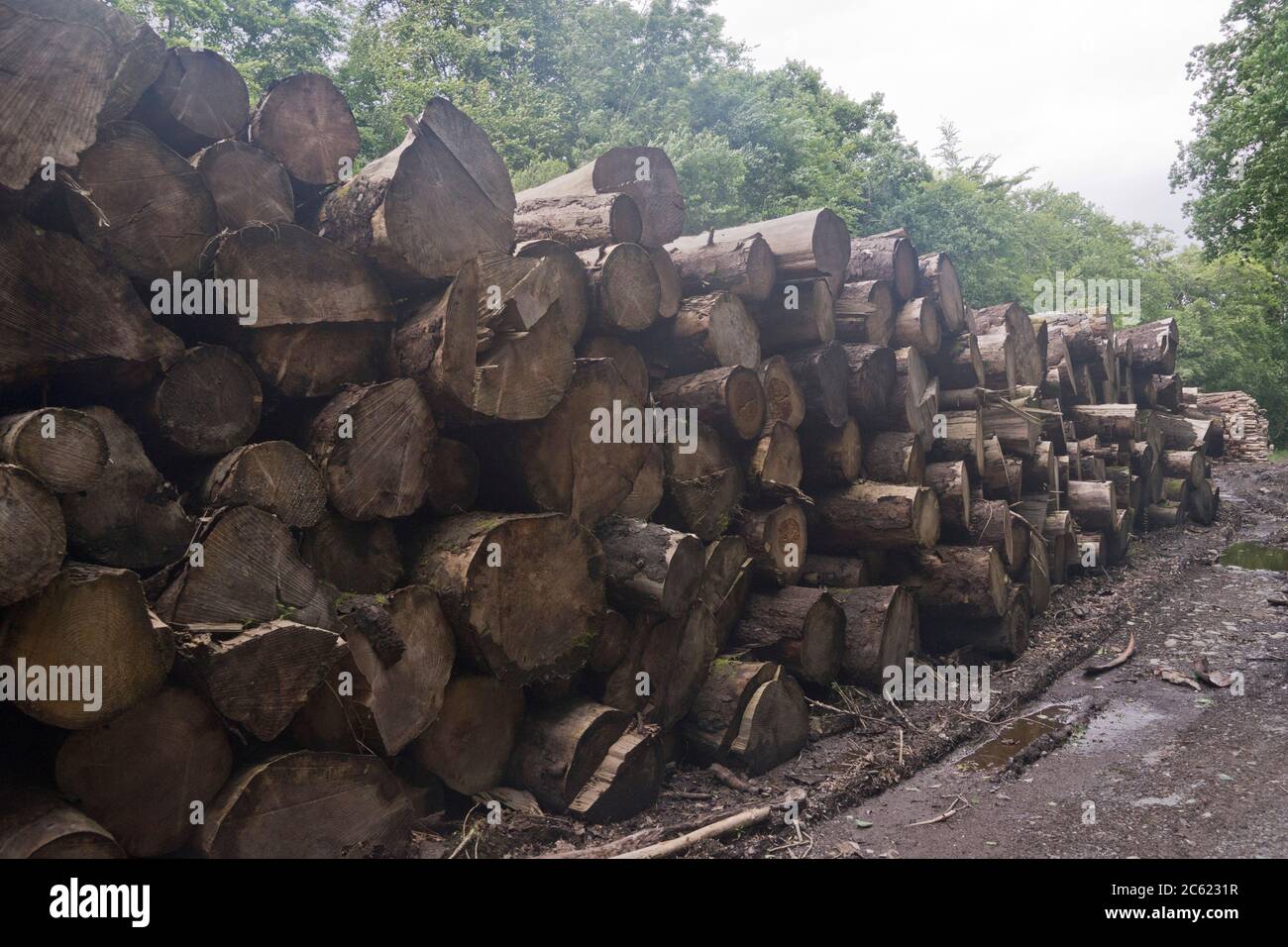 Sawmill in a forest in Ceredigion; Wales; UK Stock Photo - Alamy