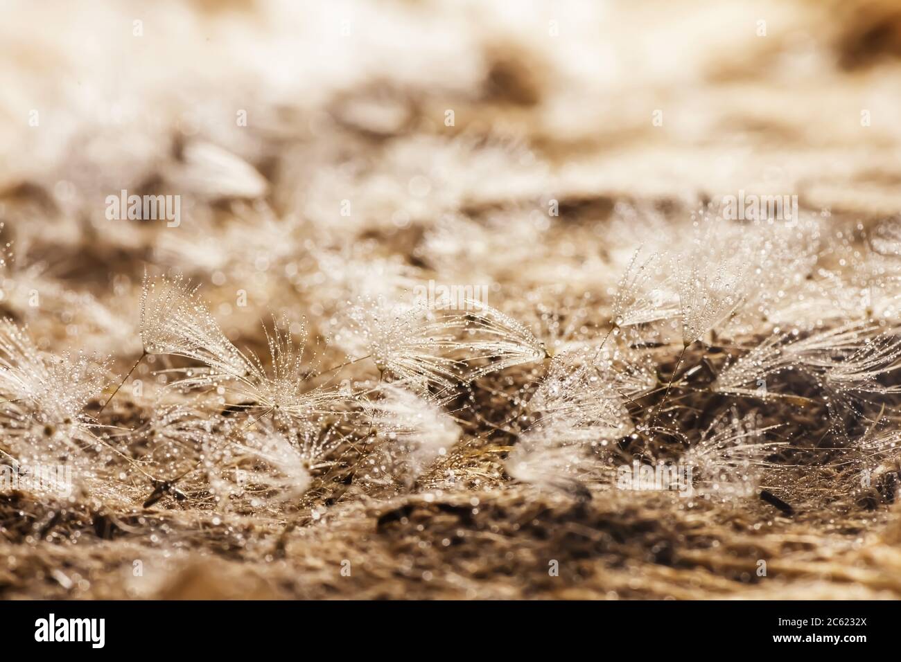 closeup of white fluff from a weed blowing in the wind Stock Photo - Alamy