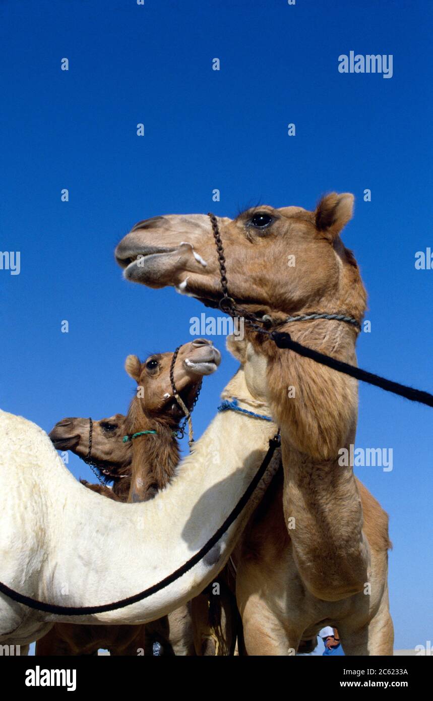 Dubai UAE Camels Stock Photo