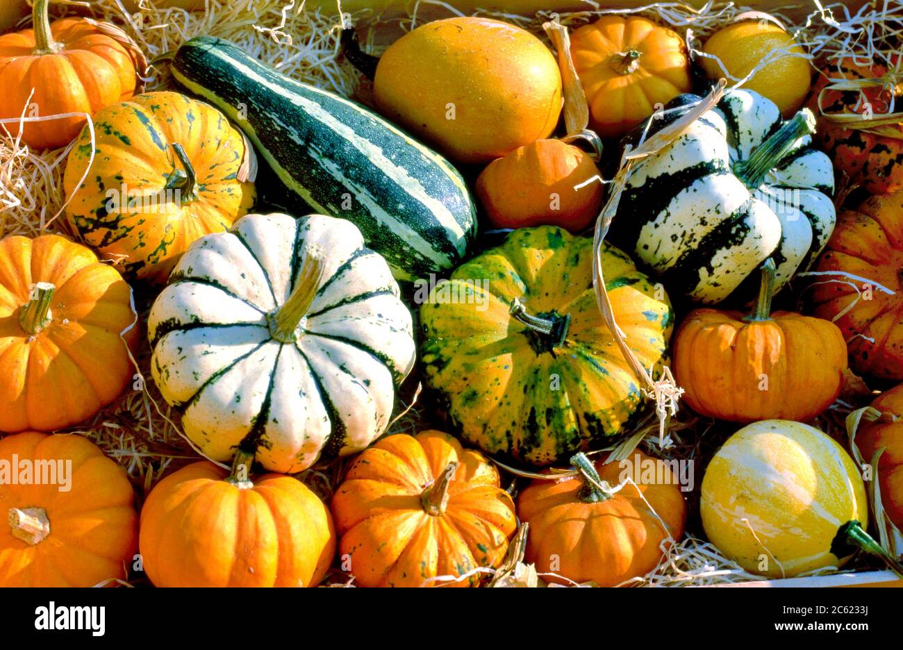 Different marrows and squashes, pumpkins, for sale at a farmers market in France Stock Photo
