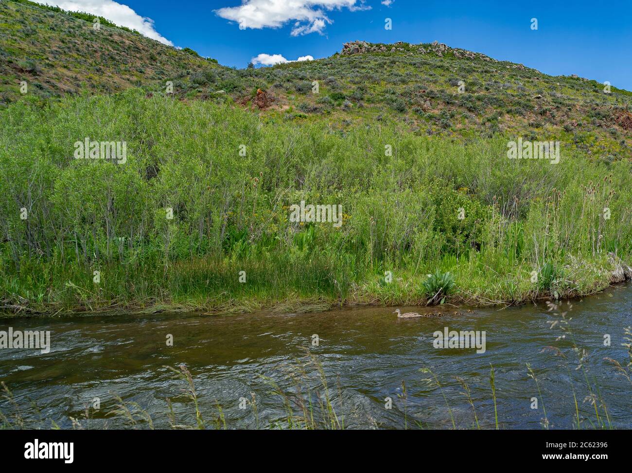 Ducks in mountain stream, Park City Utah, USA Stock Photo