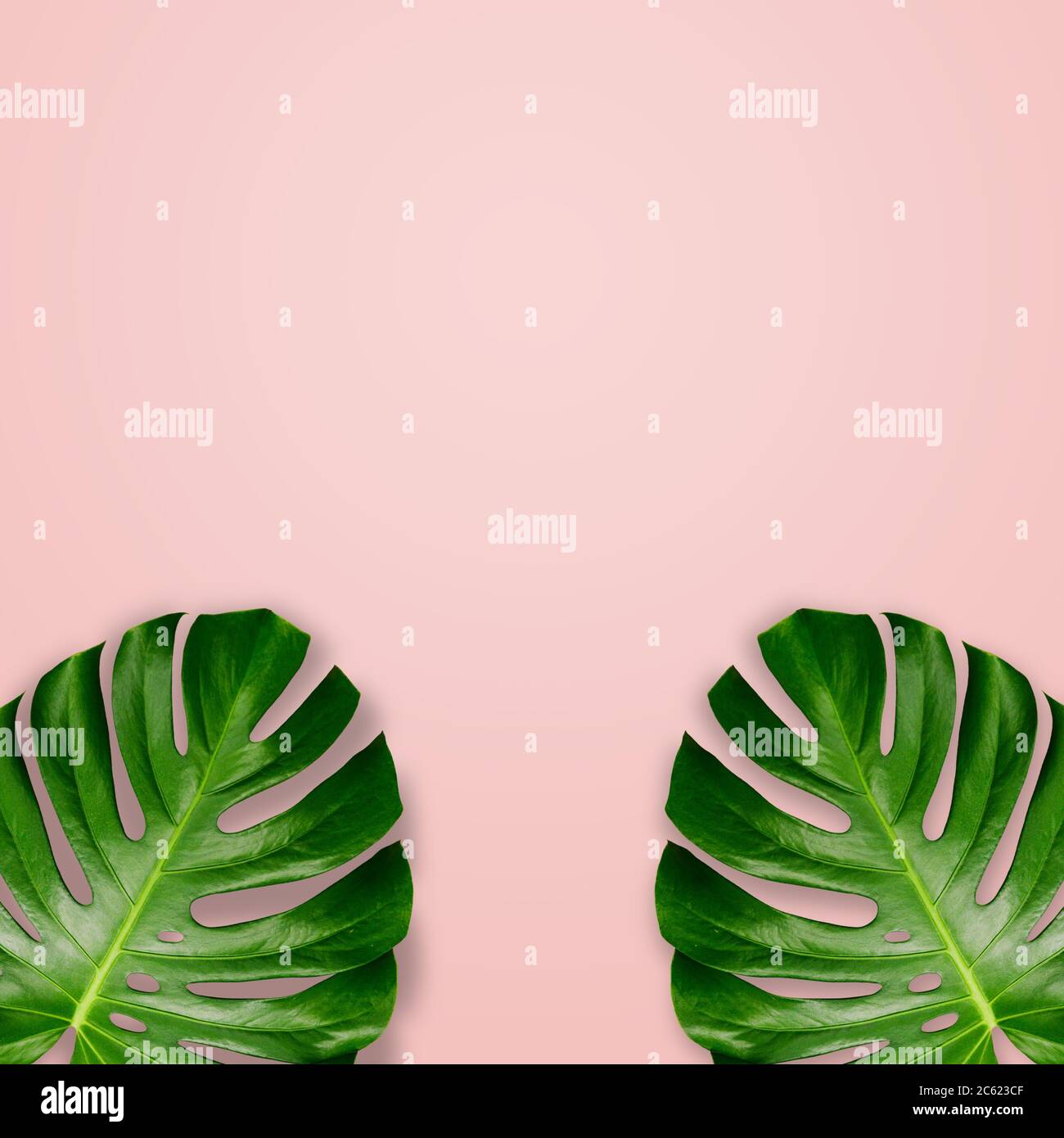 Frame of tropical leaves on a background of pastel pink. Flat layout
