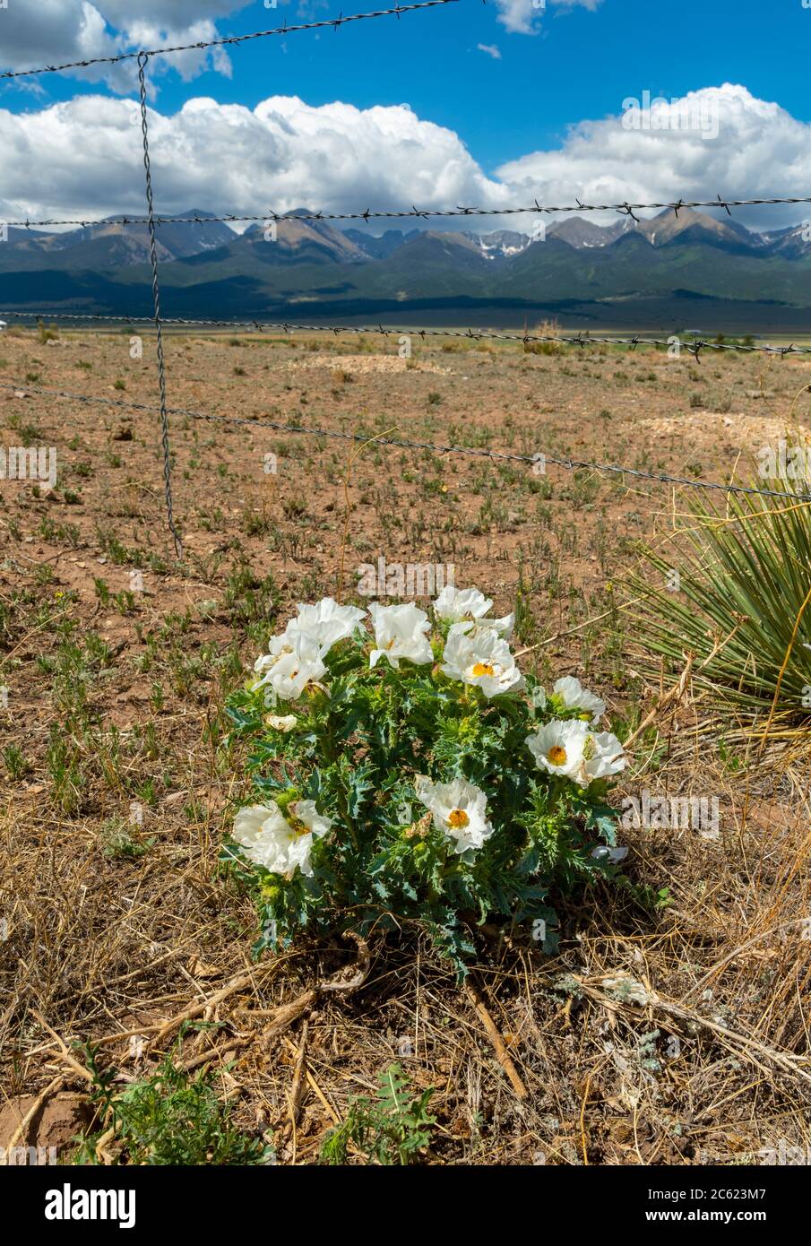 White flowers and barbed wire fence and rocky mountains, Colorado USA Stock Photo