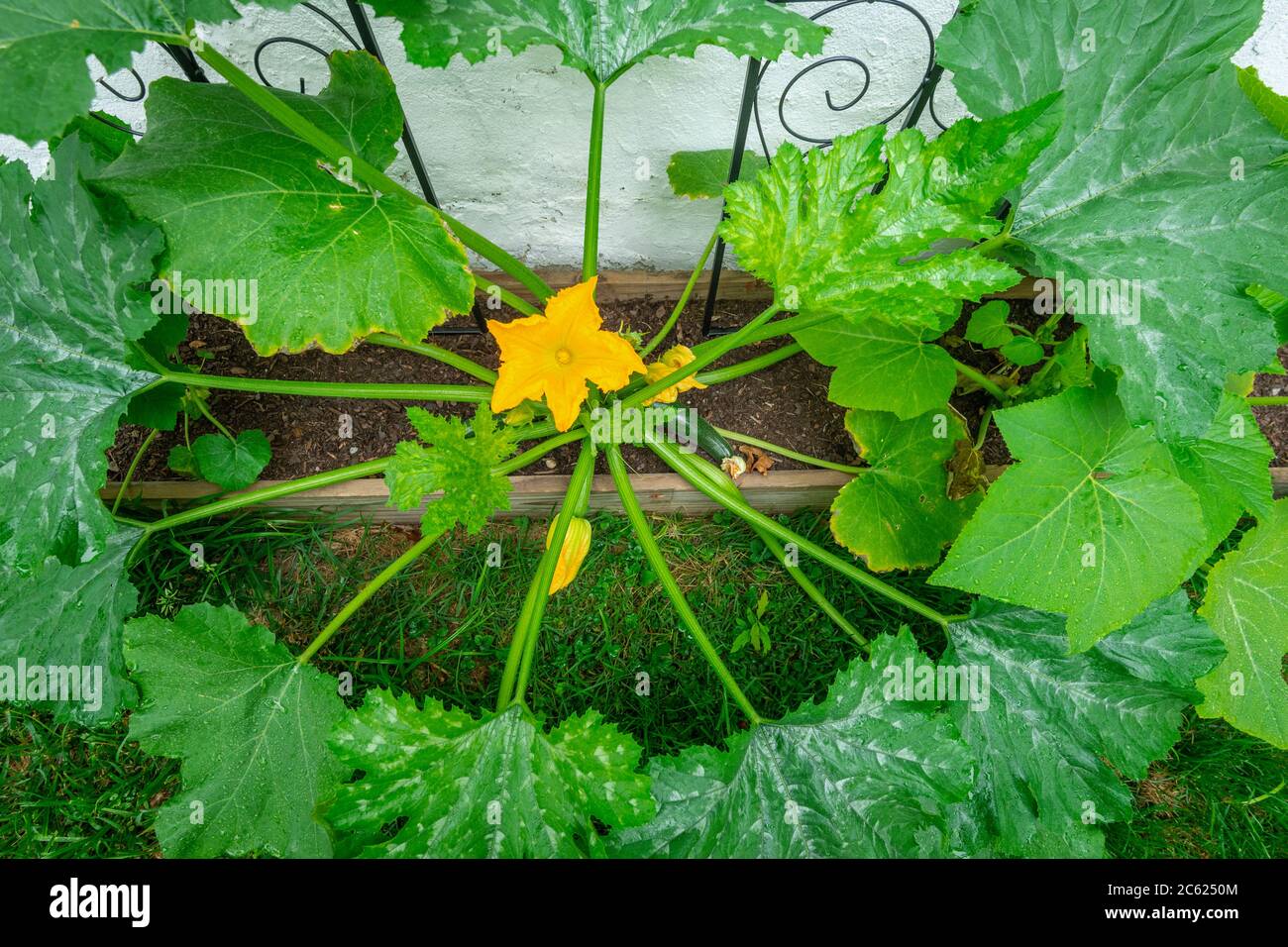 Zucchini in backyard vegetable garden Stock Photo Alamy
