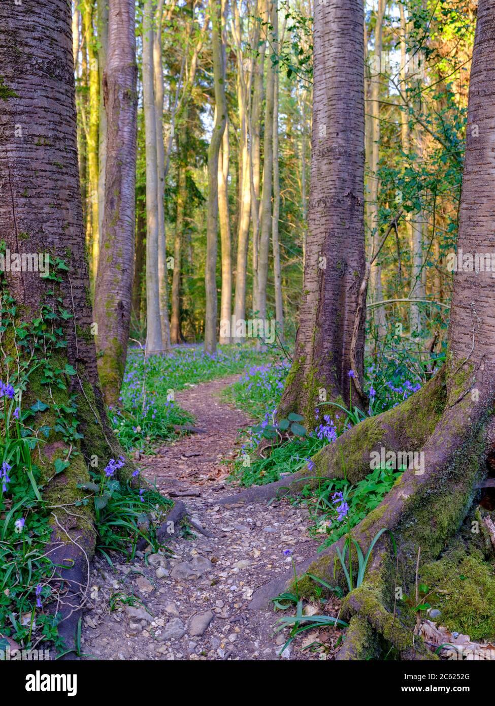 Wickham, UK - April 11, 2020:  Bluebells in the woods - Hundred Acre wood near Wickham, Hampshire, UK Stock Photo