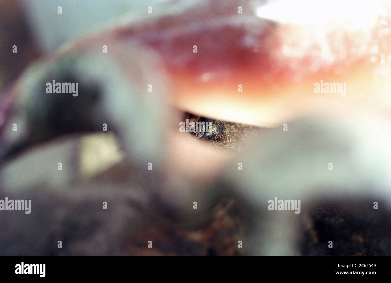 Saudi arabia sea shell hi-res stock photography and images - Alamy